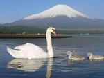 山中湖観光協会